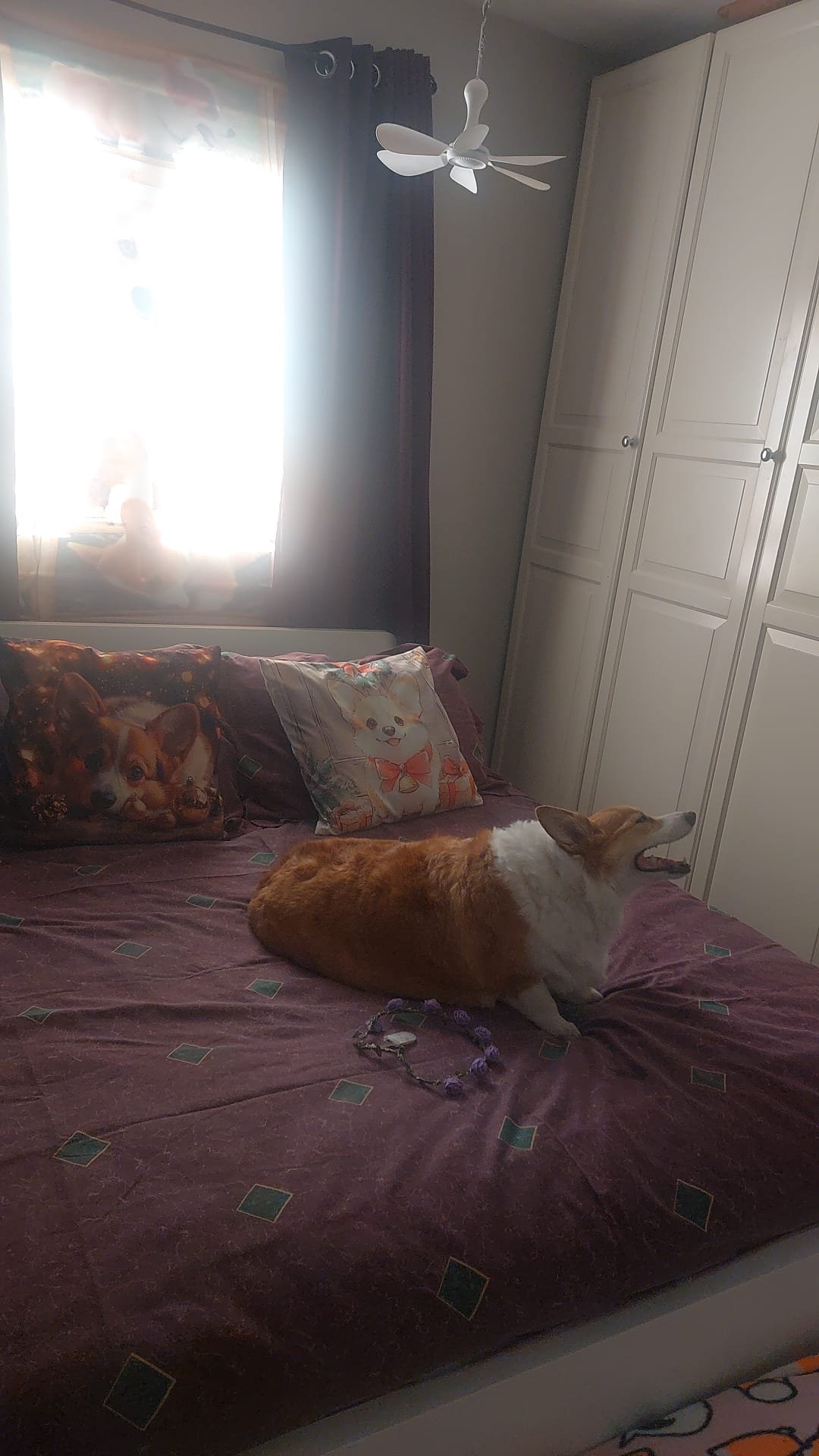 Mia on the bed with corgi pillows