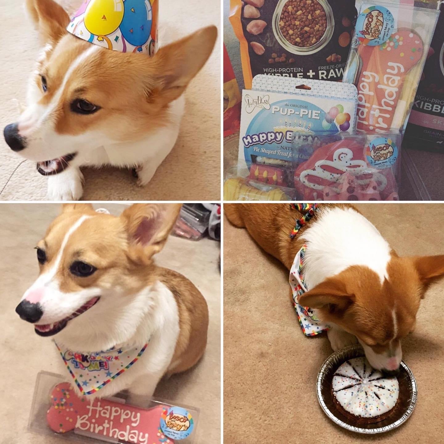 Mia's birthday treats and pup-pie