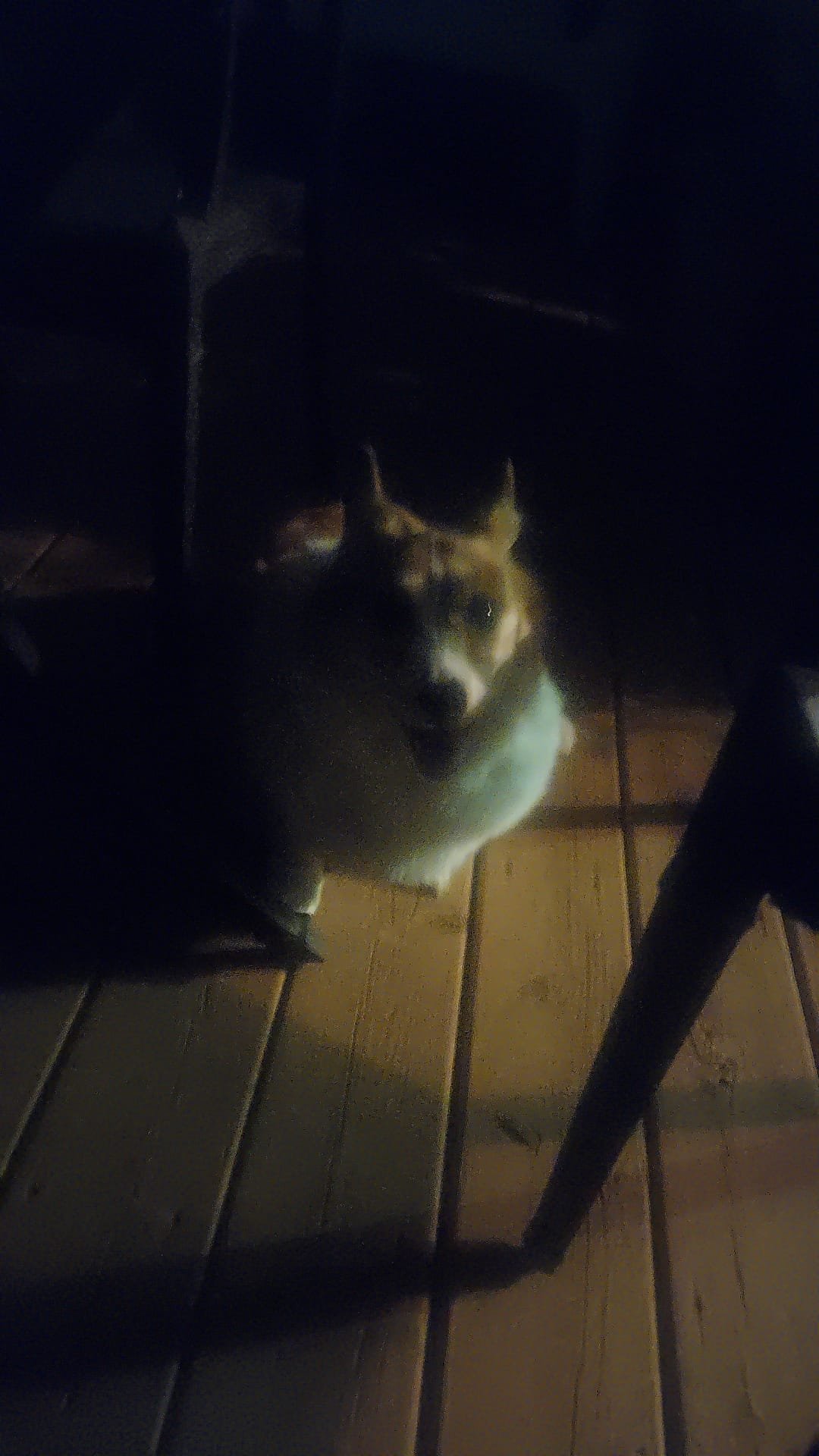 Mia on the deck at night